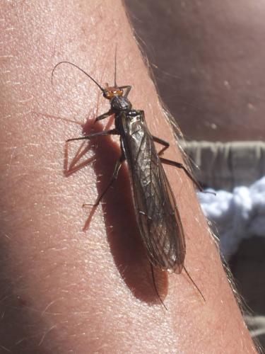 Perla grandis